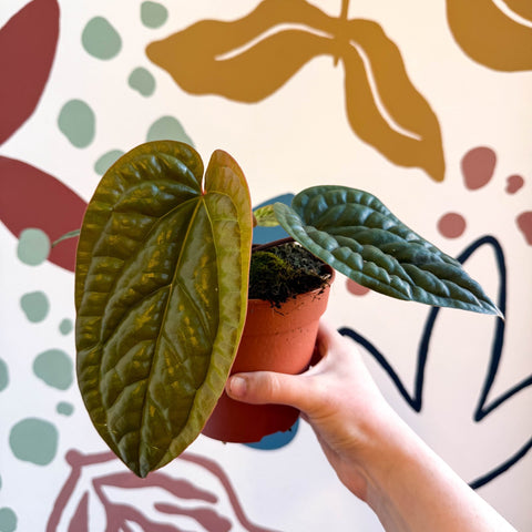 Anthurium luxurians × radicans - Sprouts of Bristol