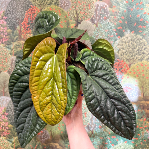 Anthurium luxurians × radicans - Sprouts of Bristol