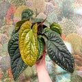 Anthurium luxurians × radicans - Sprouts of Bristol