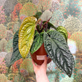 Anthurium luxurians × radicans - Sprouts of Bristol