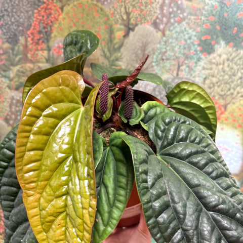 Anthurium luxurians × radicans - Sprouts of Bristol