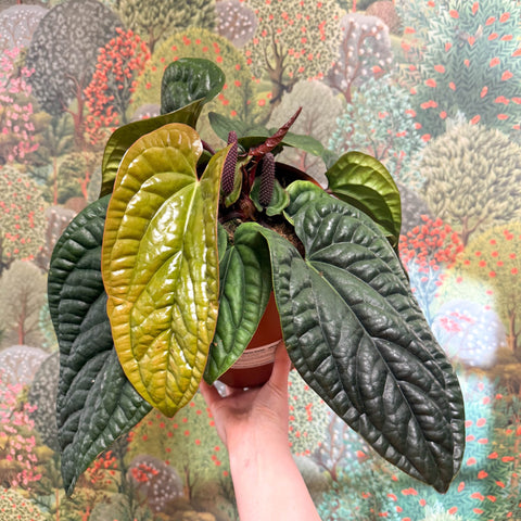 Anthurium luxurians × radicans - Sprouts of Bristol