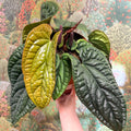 Anthurium luxurians × radicans - Sprouts of Bristol