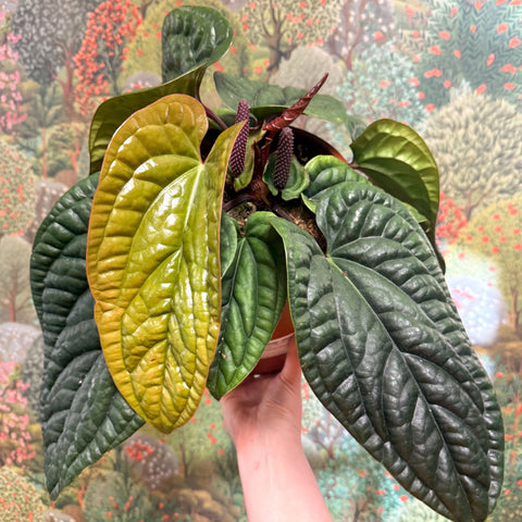 Anthurium luxurians × radicans - Sprouts of Bristol