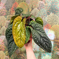 Anthurium luxurians × radicans - Sprouts of Bristol