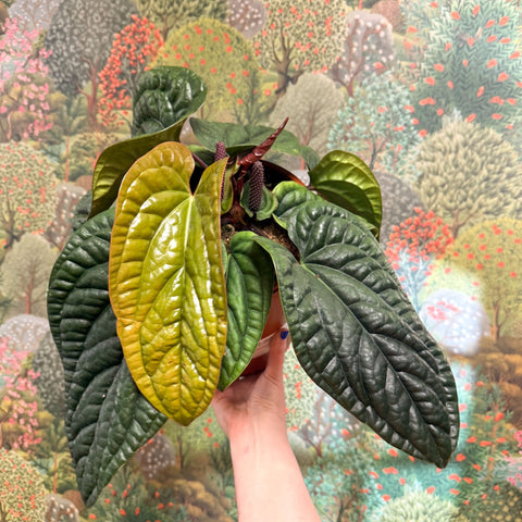 Anthurium luxurians × radicans - Sprouts of Bristol