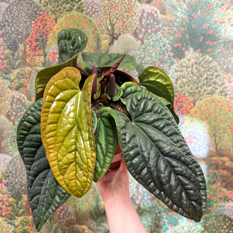 Anthurium luxurians × radicans - Sprouts of Bristol