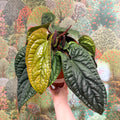 Anthurium luxurians × radicans - Sprouts of Bristol