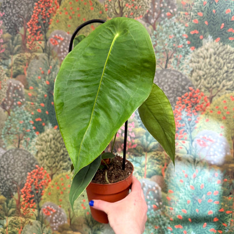 Anthurium peltigerum - Sprouts of Bristol