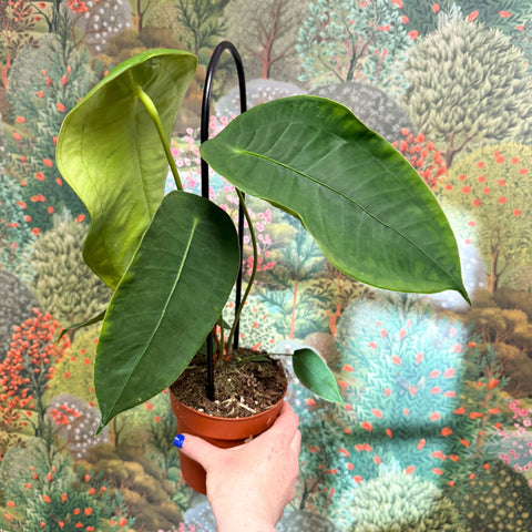 Anthurium peltigerum - Sprouts of Bristol