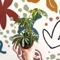 Anthurium polschistum - Sprouts of Bristol
