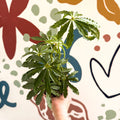 Anthurium polschistum - Sprouts of Bristol