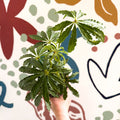 Anthurium polschistum - Sprouts of Bristol