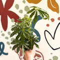 Anthurium polschistum - Sprouts of Bristol