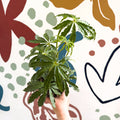 Anthurium polschistum - Sprouts of Bristol