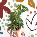 Anthurium polschistum - Sprouts of Bristol
