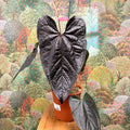 Anthurium ‘Queen of Hearts’ – Velvet Anthurium - Sprouts of Bristol