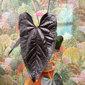 Anthurium ‘Queen of Hearts’ – Velvet Anthurium - Sprouts of Bristol