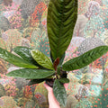 Anthurium superbum - Sprouts of Bristol