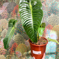 Anthurium veitchii – King Anthurium - Sprouts of Bristol