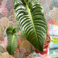 Anthurium veitchii – King Anthurium - Sprouts of Bristol