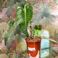 Anthurium veitchii – King Anthurium - Sprouts of Bristol