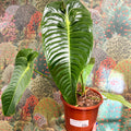 Anthurium veitchii – King Anthurium - Sprouts of Bristol