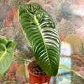 Anthurium veitchii – King Anthurium - Sprouts of Bristol
