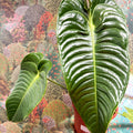 Anthurium veitchii – King Anthurium - Sprouts of Bristol