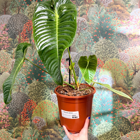 Anthurium veitchii – King Anthurium - Sprouts of Bristol
