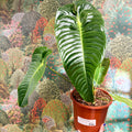 Anthurium veitchii – King Anthurium - Sprouts of Bristol