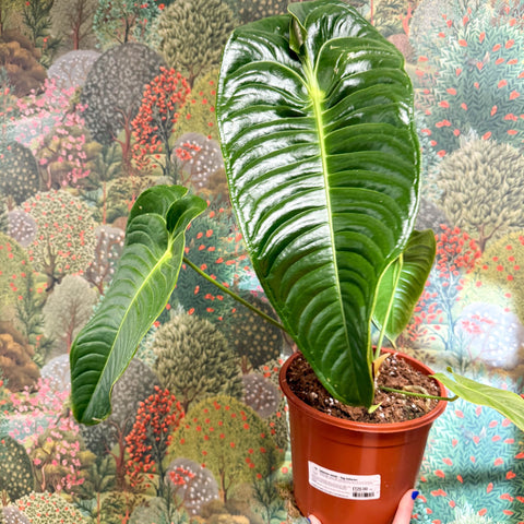 Anthurium veitchii – King Anthurium - Sprouts of Bristol