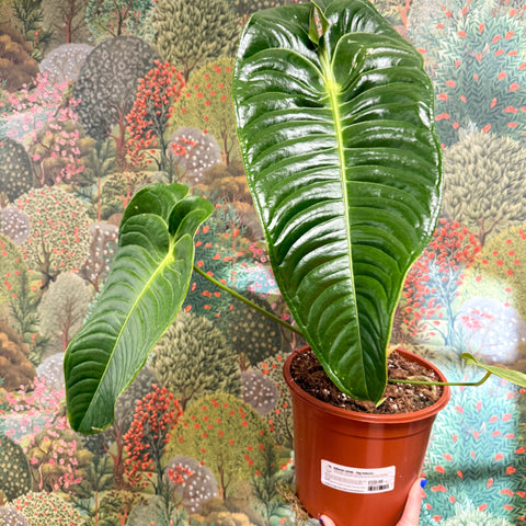 Anthurium veitchii – King Anthurium - Sprouts of Bristol