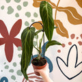 Anthurium warocqueanum - Queen Anthurium - Sprouts of Bristol