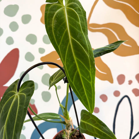 Anthurium warocqueanum - Queen Anthurium - Sprouts of Bristol