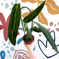 Anthurium warocqueanum - Queen Anthurium - Sprouts of Bristol