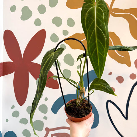 Anthurium warocqueanum - Queen Anthurium - Sprouts of Bristol