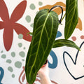 Anthurium warocqueanum - Queen Anthurium - Sprouts of Bristol