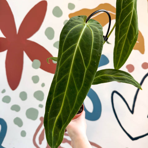 Anthurium warocqueanum - Queen Anthurium - Sprouts of Bristol