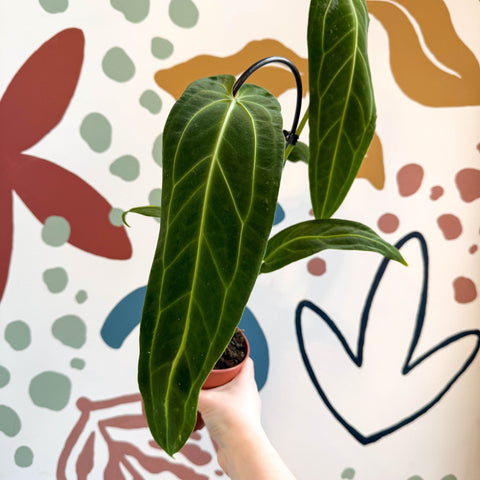 Anthurium warocqueanum - Queen Anthurium - Sprouts of Bristol