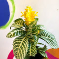 Aphelandra squarrosa 'Dania' - Zebra Plant - Sprouts of Bristol