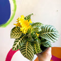 Aphelandra squarrosa 'Dania' - Zebra Plant - Sprouts of Bristol