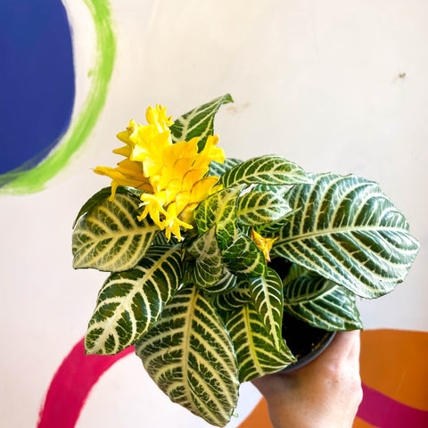 Aphelandra squarrosa 'Dania' - Zebra Plant - Sprouts of Bristol