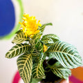 Aphelandra squarrosa 'Dania' - Zebra Plant - Sprouts of Bristol