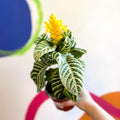 Aphelandra squarrosa 'Dania' - Zebra Plant - Sprouts of Bristol