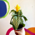 Aphelandra squarrosa 'Dania' - Zebra Plant - Sprouts of Bristol