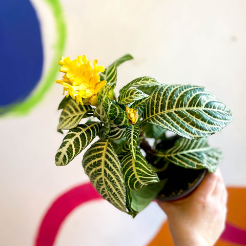 Aphelandra squarrosa 'Dania' - Zebra Plant - Sprouts of Bristol