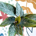 Apoballis acuminatissima - Sprouts of Bristol
