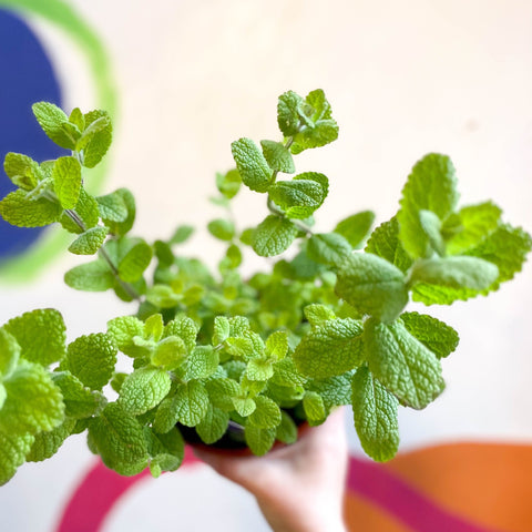 Apple Mint - Mentha suaveolens - British Grown Culinary Herbs - Sprouts of Bristol
