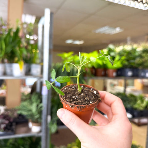 Arachis hypogaea – Peanut Plant - Sprouts of Bristol